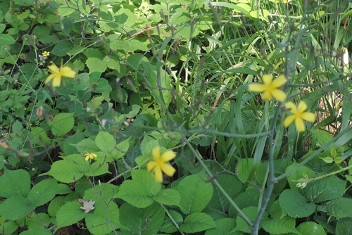 Mycelis muralis (=Lactuca muralis)